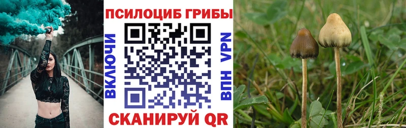 Псилоцибиновые грибы Psilocybe Великий Новгород